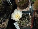 Gymnocalycium leeanum